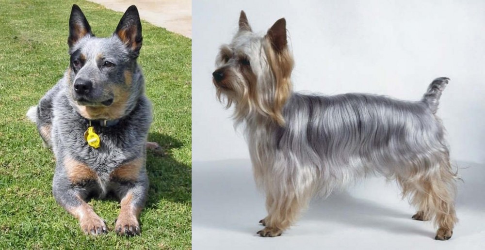 Silky Terrier vs Queensland Heeler - Breed Comparison