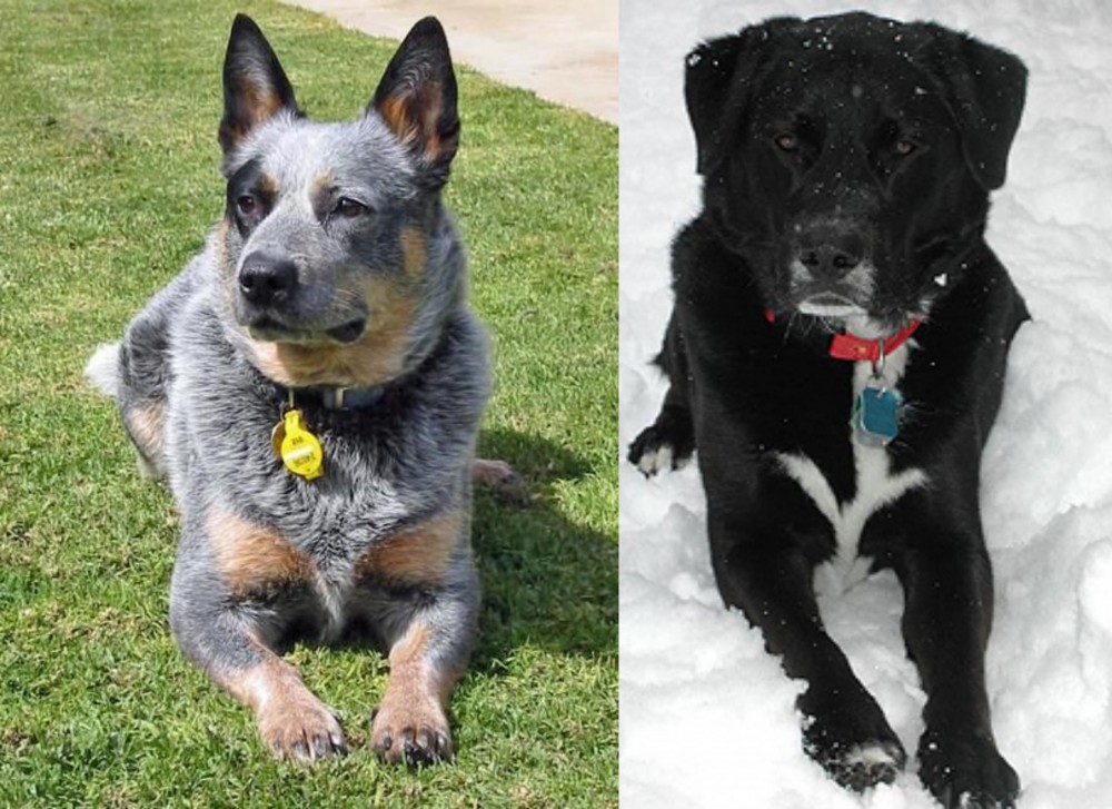 St. John's Water Dog vs Queensland Heeler - Breed Comparison