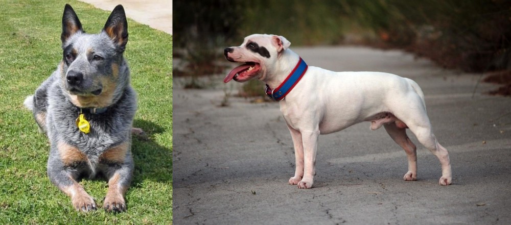 Staffordshire Bull Terrier vs Queensland Heeler - Breed Comparison