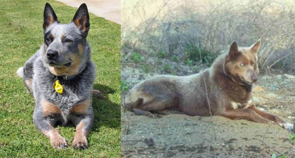 Tahltan Bear Dog vs Queensland Heeler - Breed Comparison