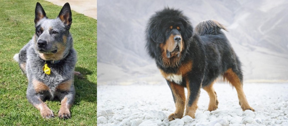 Tibetan Mastiff vs Queensland Heeler - Breed Comparison