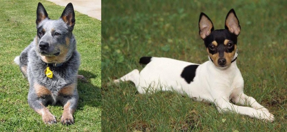 Toy Fox Terrier vs Queensland Heeler - Breed Comparison