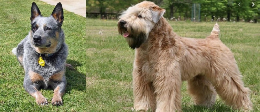 Wheaten Terrier vs Queensland Heeler - Breed Comparison