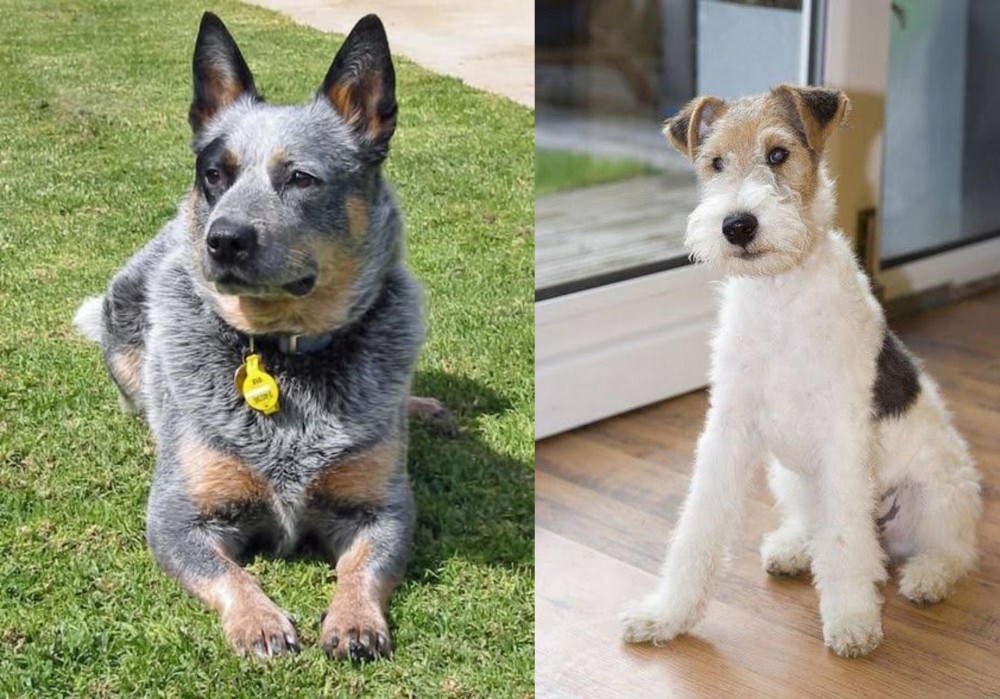 Wire Fox Terrier vs Queensland Heeler - Breed Comparison