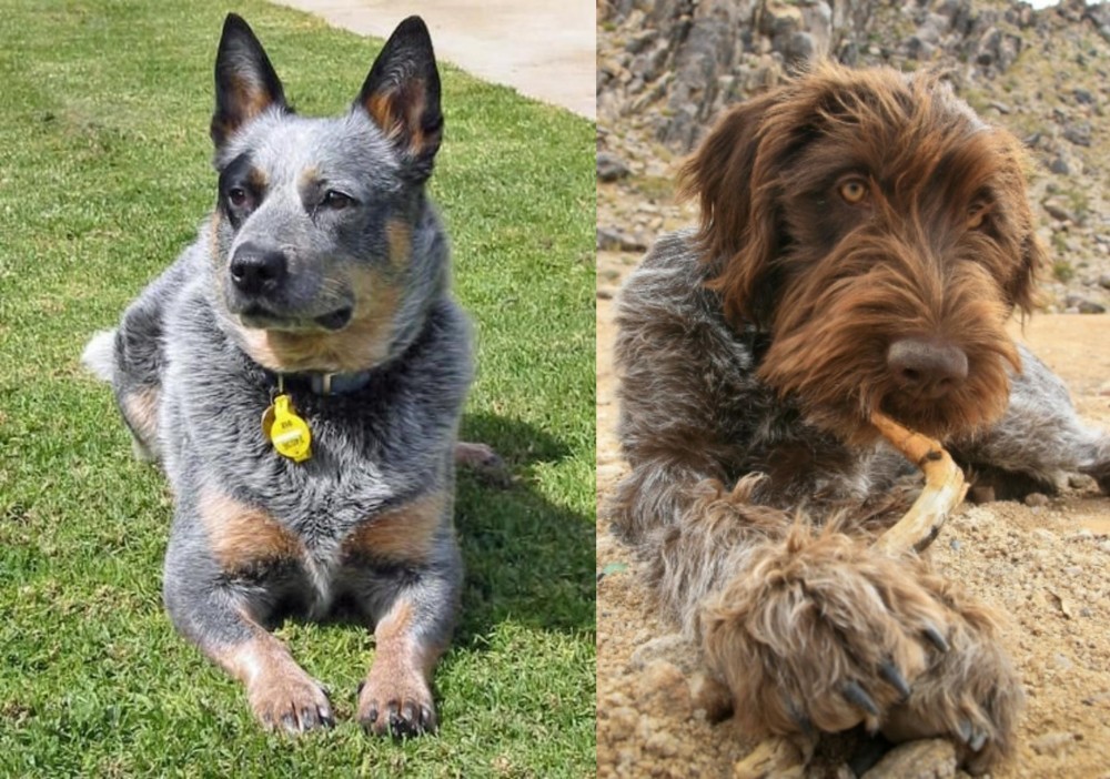 Wirehaired Pointing Griffon vs Queensland Heeler - Breed Comparison