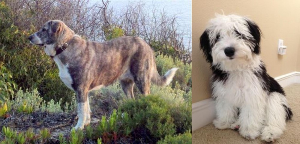 Mini Sheepadoodles vs Rafeiro do Alentejo - Breed Comparison