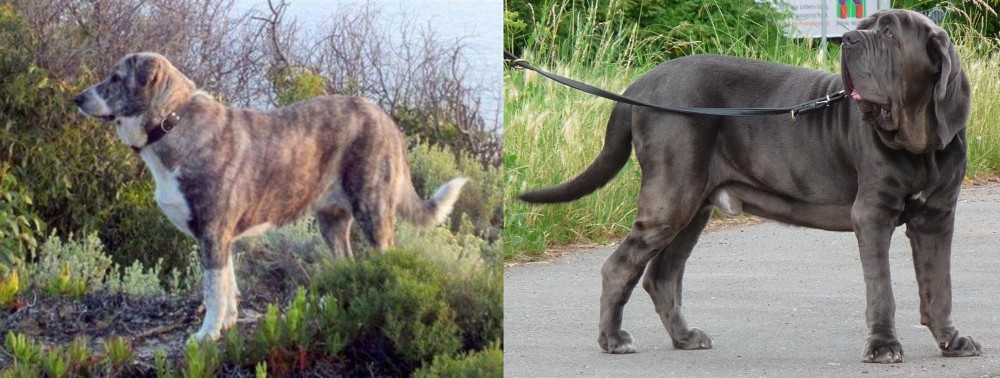 Neapolitan Mastiff vs Rafeiro do Alentejo - Breed Comparison