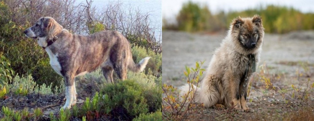 Nenets Herding Laika vs Rafeiro do Alentejo - Breed Comparison