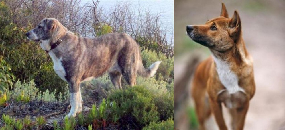 New Guinea Singing Dog vs Rafeiro do Alentejo - Breed Comparison