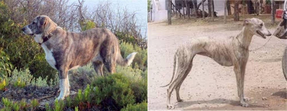 Rampur Greyhound vs Rafeiro do Alentejo - Breed Comparison