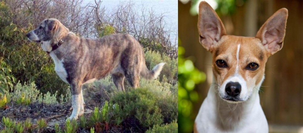 Rat Terrier vs Rafeiro do Alentejo - Breed Comparison