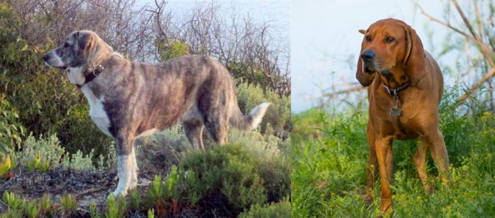 Redbone Coonhound vs Rafeiro do Alentejo - Breed Comparison