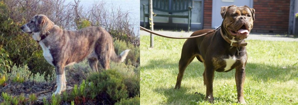 Renascence Bulldogge vs Rafeiro do Alentejo - Breed Comparison