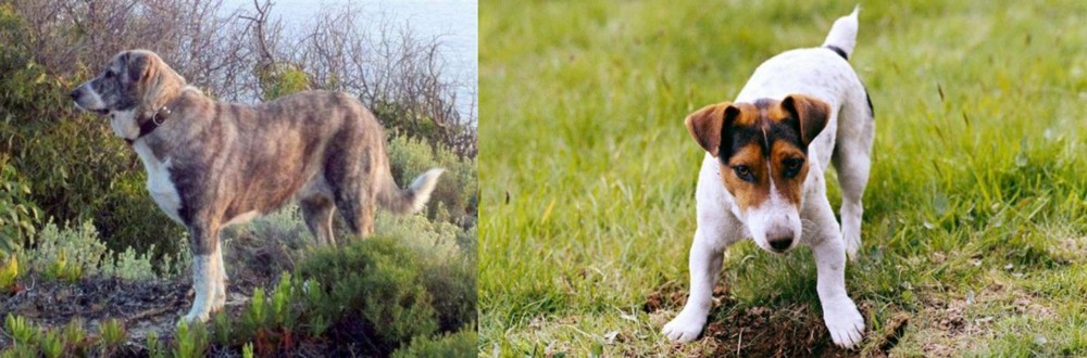 Russell Terrier vs Rafeiro do Alentejo - Breed Comparison