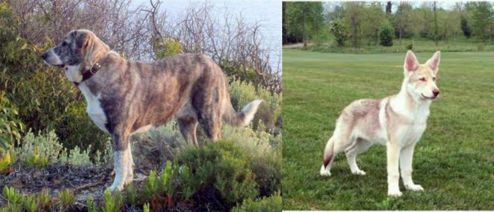 Saarlooswolfhond vs Rafeiro do Alentejo - Breed Comparison