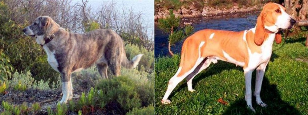 Schweizer Laufhund vs Rafeiro do Alentejo - Breed Comparison