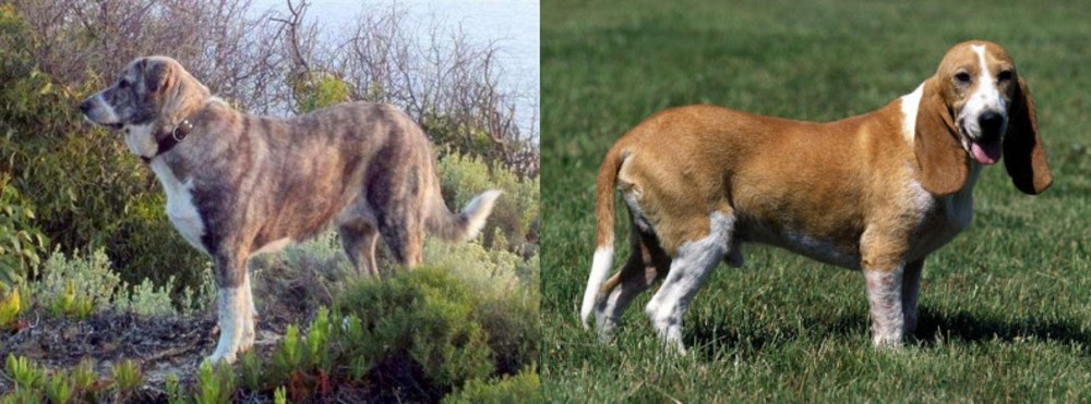 Schweizer Niederlaufhund vs Rafeiro do Alentejo - Breed Comparison