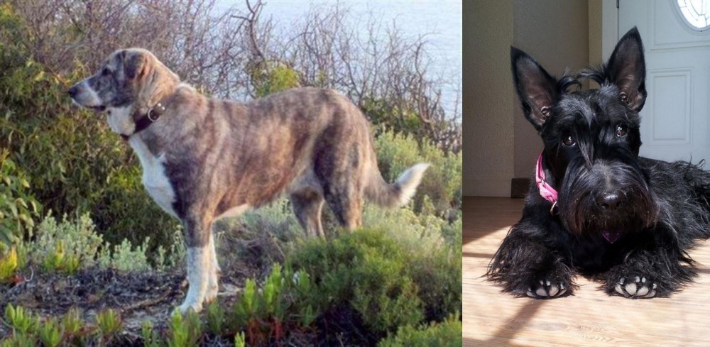 Scottish Terrier vs Rafeiro do Alentejo - Breed Comparison