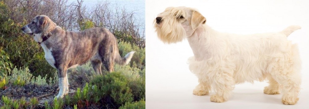 Sealyham Terrier vs Rafeiro do Alentejo - Breed Comparison