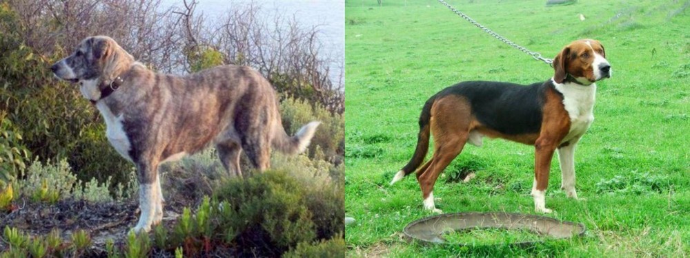 Serbian Tricolour Hound vs Rafeiro do Alentejo - Breed Comparison