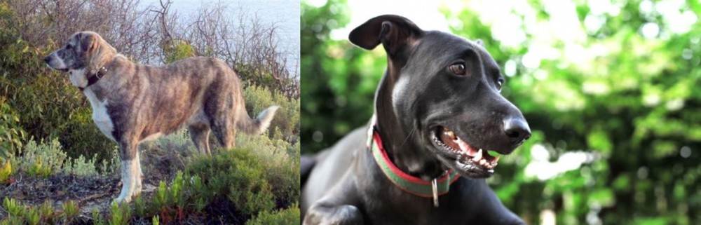 Shepard Labrador vs Rafeiro do Alentejo - Breed Comparison
