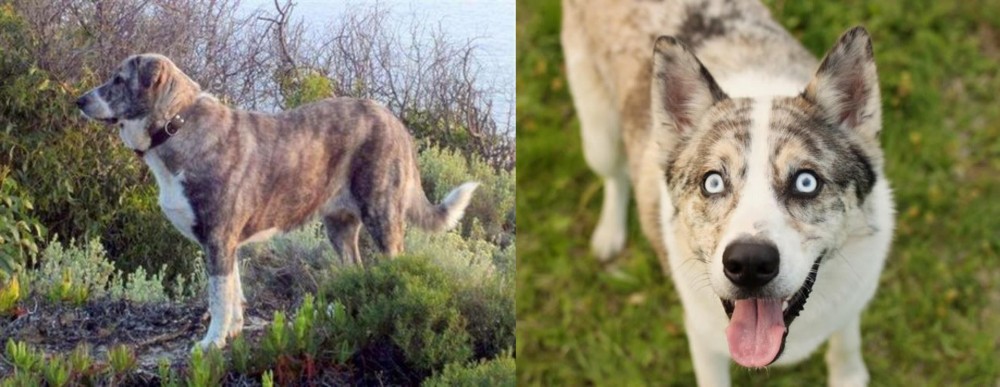 Shepherd Husky vs Rafeiro do Alentejo - Breed Comparison