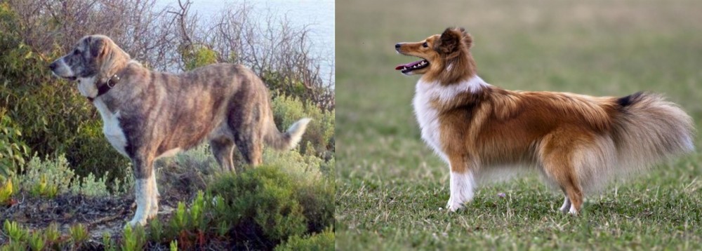 Shetland Sheepdog vs Rafeiro do Alentejo - Breed Comparison