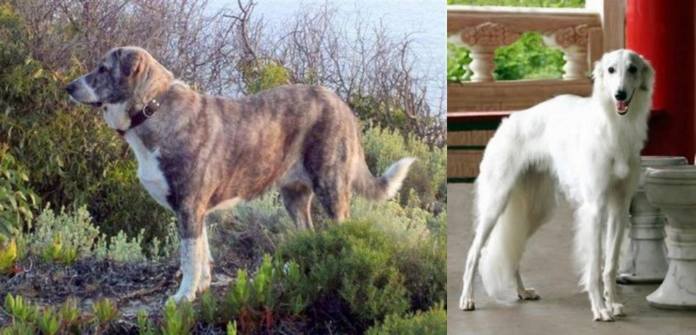 Silken Windhound vs Rafeiro do Alentejo - Breed Comparison