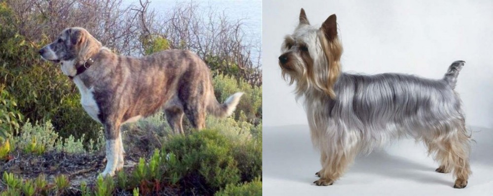 Silky Terrier vs Rafeiro do Alentejo - Breed Comparison