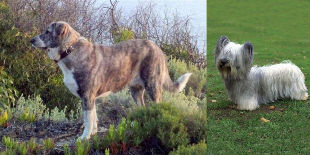 Skye Terrier vs Rafeiro do Alentejo - Breed Comparison