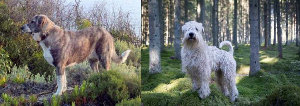 Soft-Coated Wheaten Terrier vs Rafeiro do Alentejo - Breed Comparison