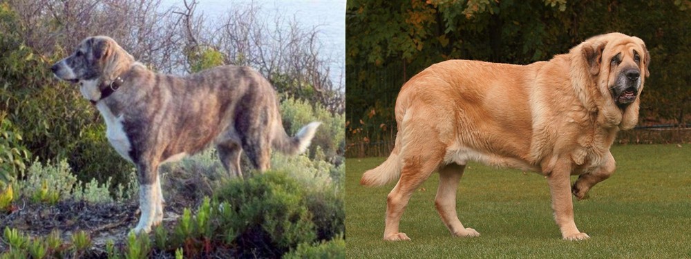 Spanish Mastiff vs Rafeiro do Alentejo - Breed Comparison