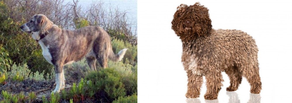 Spanish Water Dog vs Rafeiro do Alentejo - Breed Comparison