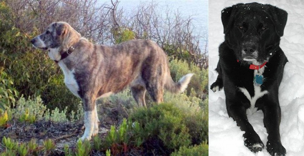 St. John's Water Dog vs Rafeiro do Alentejo - Breed Comparison