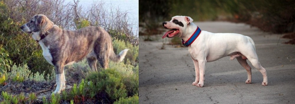 Staffordshire Bull Terrier vs Rafeiro do Alentejo - Breed Comparison