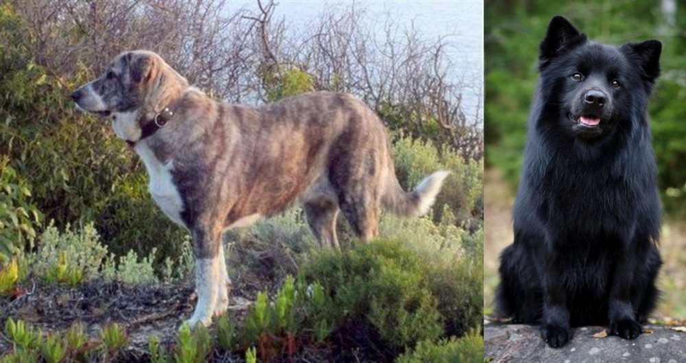 Swedish Lapphund vs Rafeiro do Alentejo - Breed Comparison