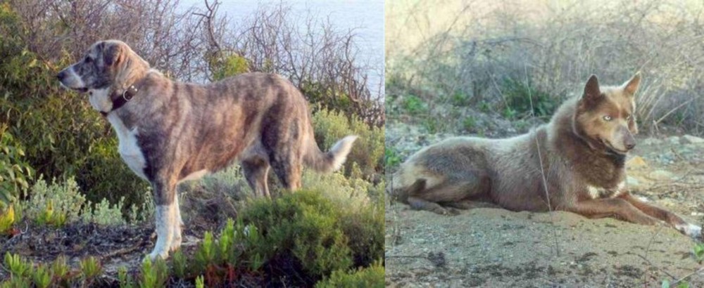 Tahltan Bear Dog vs Rafeiro do Alentejo - Breed Comparison