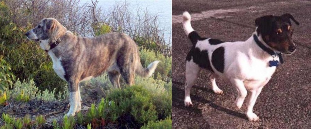 Teddy Roosevelt Terrier vs Rafeiro do Alentejo - Breed Comparison