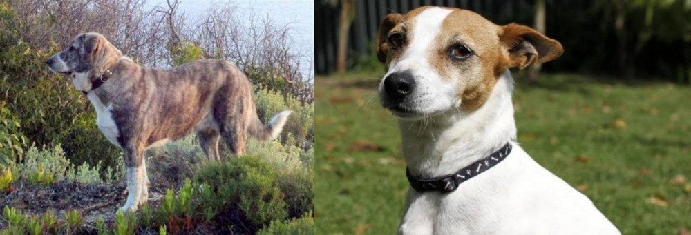 Tenterfield Terrier vs Rafeiro do Alentejo - Breed Comparison