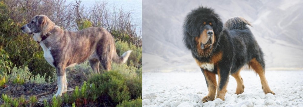 Tibetan Mastiff vs Rafeiro do Alentejo - Breed Comparison