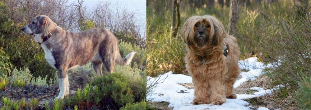 Tibetan Terrier vs Rafeiro do Alentejo - Breed Comparison