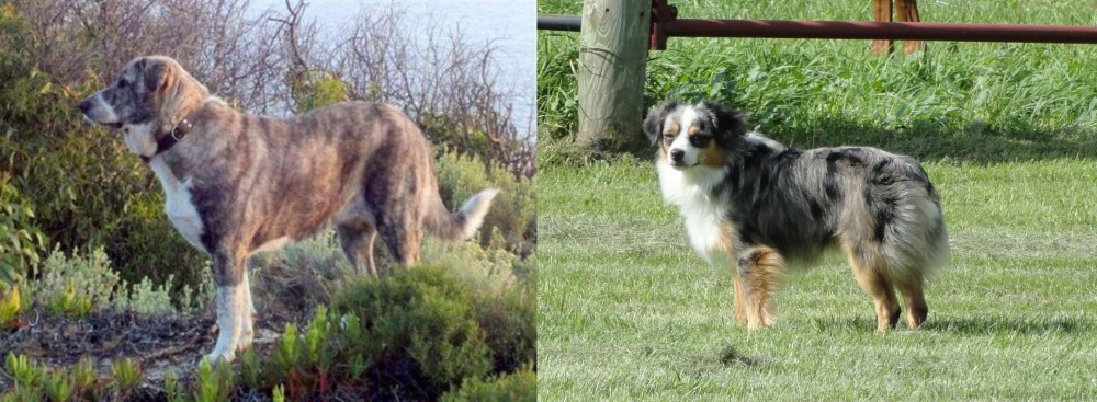 Toy Australian Shepherd vs Rafeiro do Alentejo - Breed Comparison