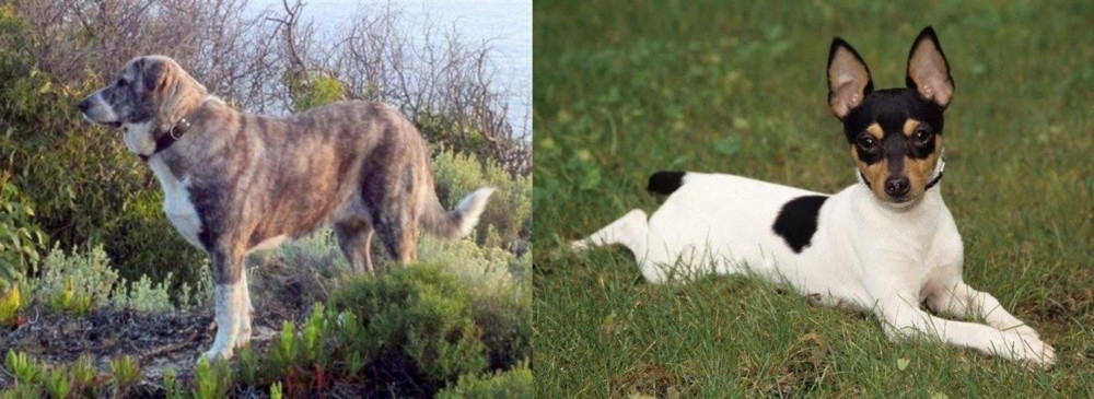 Toy Fox Terrier vs Rafeiro do Alentejo - Breed Comparison