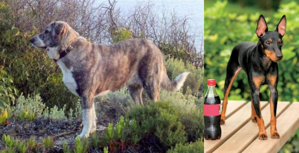 Toy Manchester Terrier vs Rafeiro do Alentejo - Breed Comparison