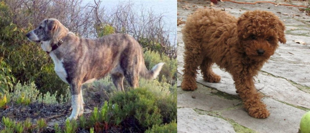 Toy Poodle vs Rafeiro do Alentejo - Breed Comparison