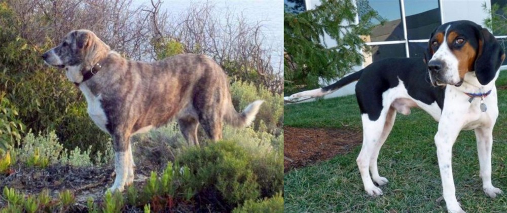Treeing Walker Coonhound vs Rafeiro do Alentejo - Breed Comparison