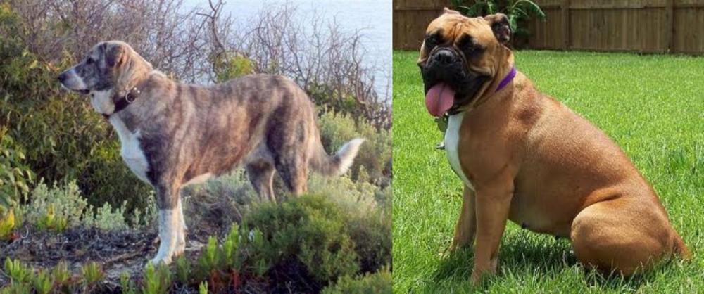 Valley Bulldog vs Rafeiro do Alentejo - Breed Comparison