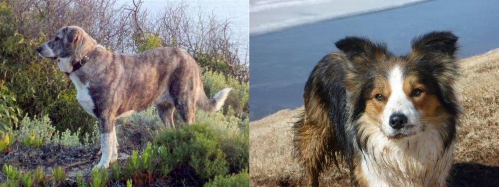 Welsh Sheepdog vs Rafeiro do Alentejo - Breed Comparison