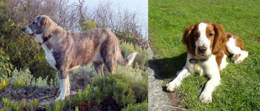 Welsh Springer Spaniel vs Rafeiro do Alentejo - Breed Comparison