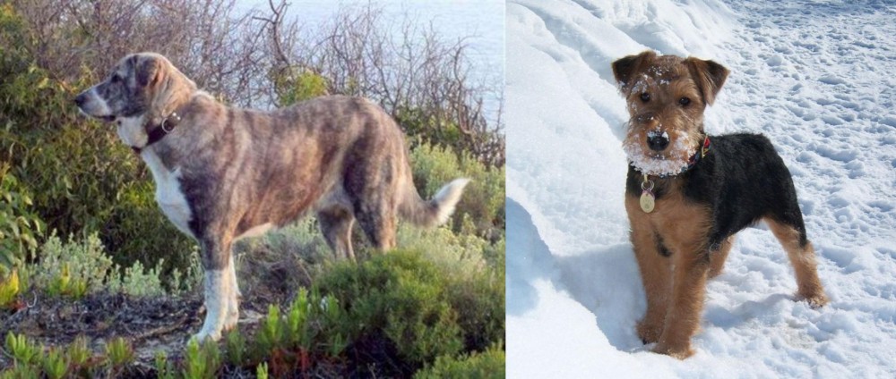 Welsh Terrier vs Rafeiro do Alentejo - Breed Comparison